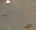 /album/photo-gallery-homepage/migrating-butterflies-washed-up-on-the-beach-at-tanji-nov-jpg/